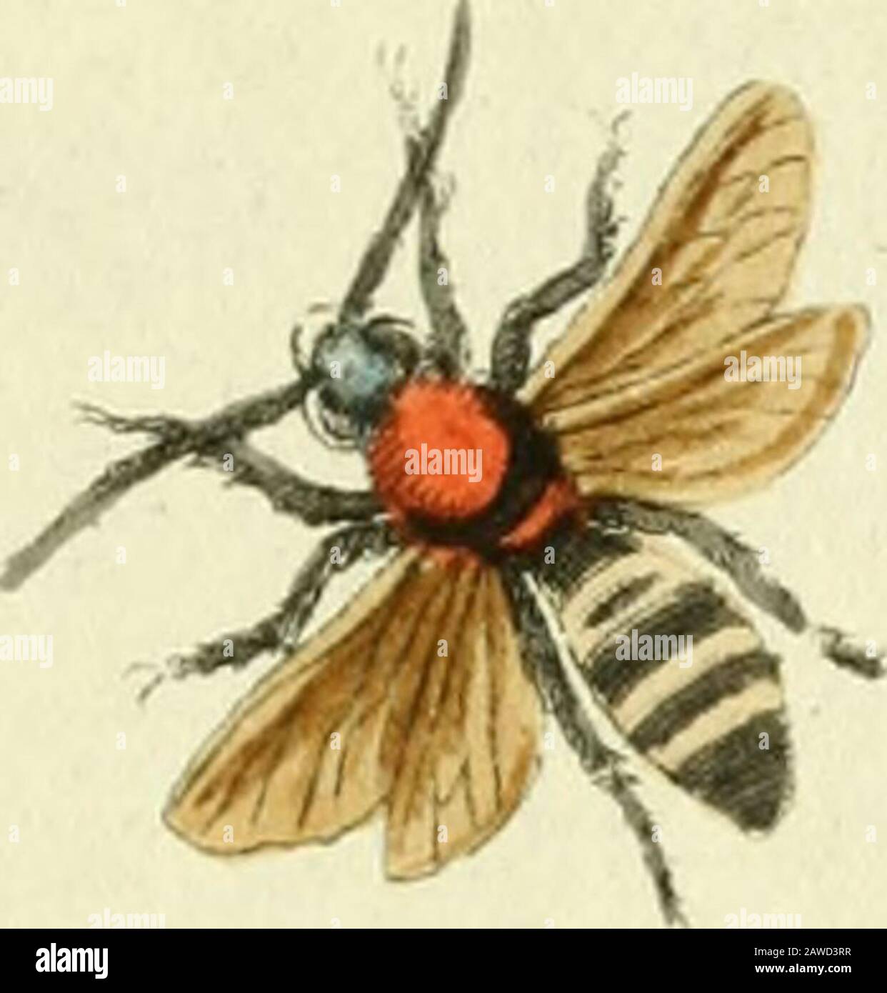 Gemeinnüzzige Naturageschichte des Thierreichs : darinn die merkwürdigsten und nüzlichsten Thiere in systematischer Ordnung beschrieben und alle Geschlechter in Abbildungen nach der Natur vorgestellet werden . l b. Banque D'Images