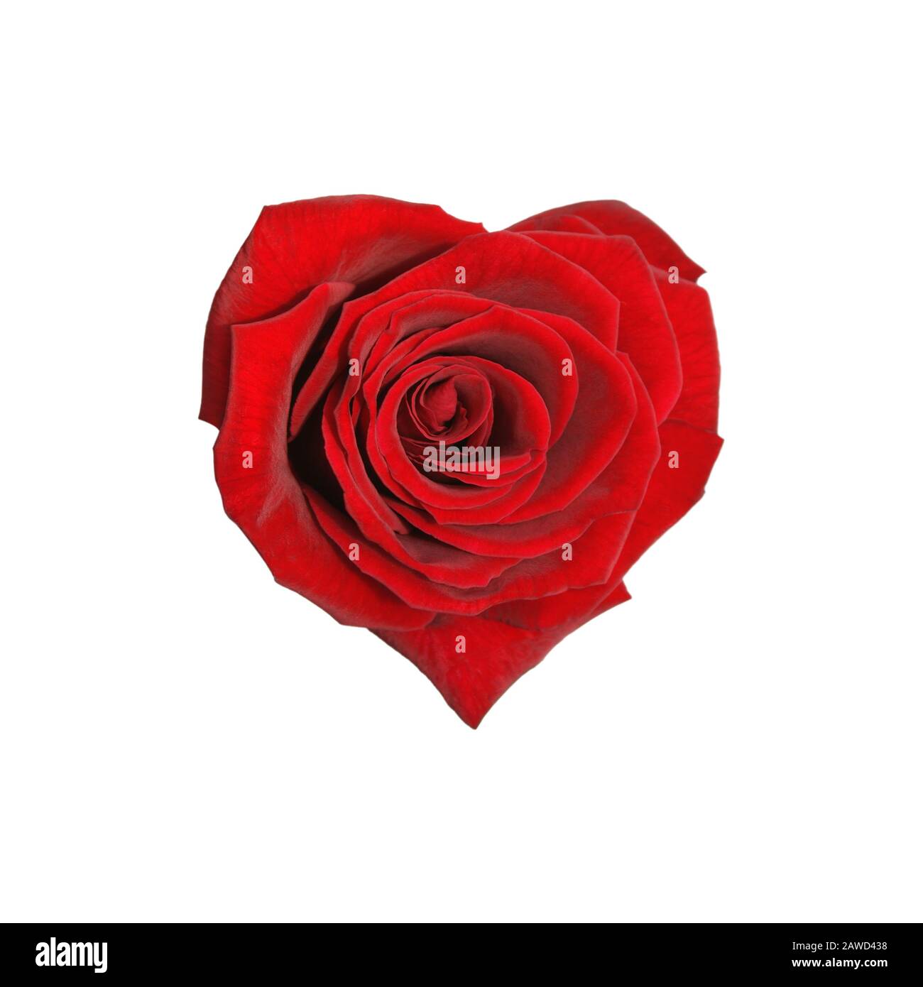 Rose naturelle du jardin botanique Banque D'Images