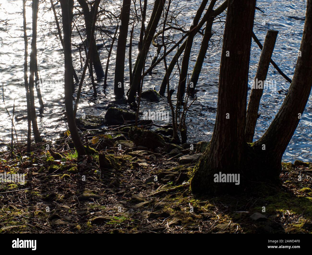 Arbres qui sortent du lac à la ligne d'eau côtière Banque D'Images