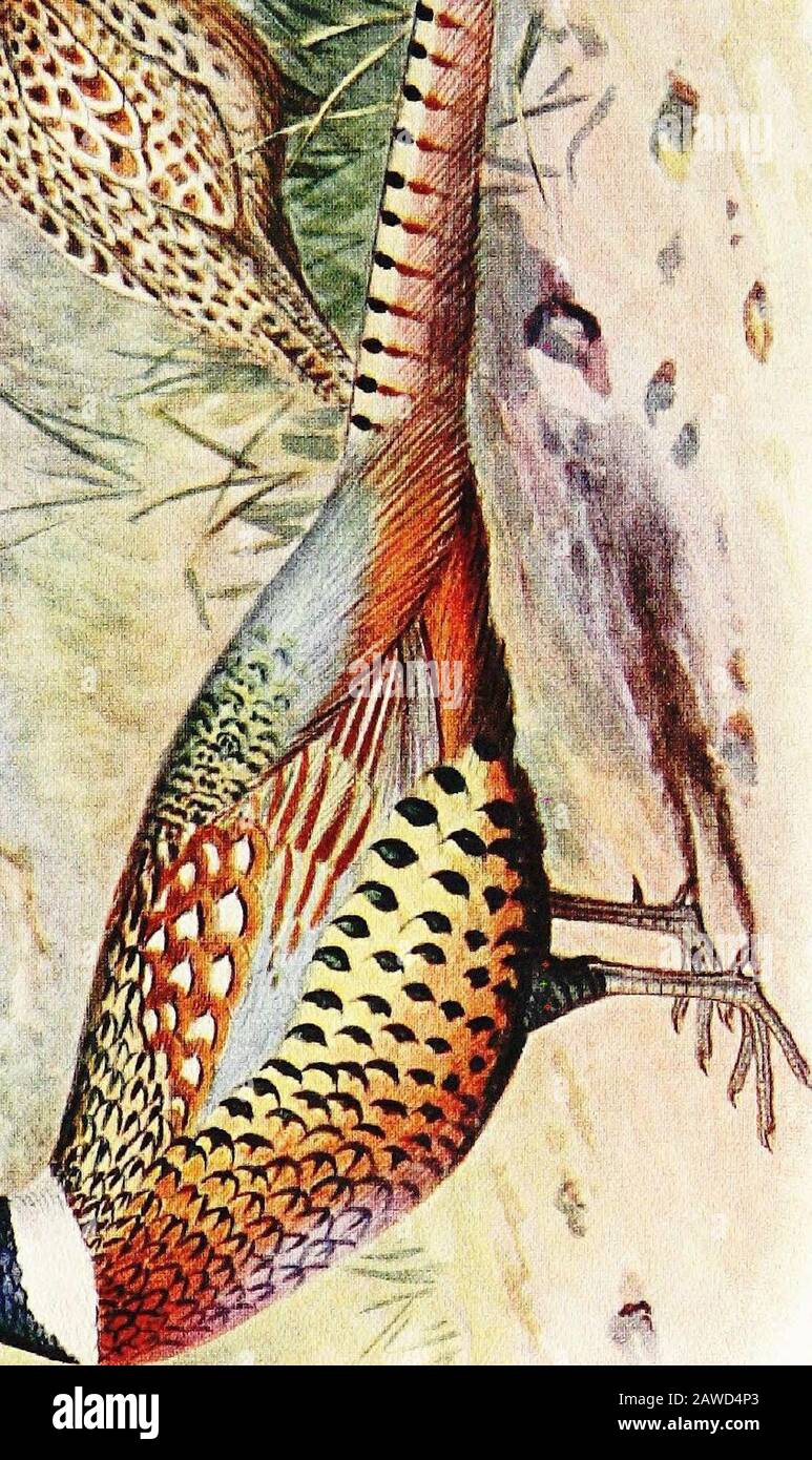 Faisans; leur histoire naturelle et leur gestion pratique . t MMM. M o m .- A.. &lt;,1 HAGENSECKS PHEASANT. 191 tave un groand-color crémeux-blanc, deux bandes sub-terminale trans-verse entières vertes, puis deux barres trans-Terse fumé-noir sur la partie médiane de la plume. Thisdonne au bas du dos et rump une apparence beaucoup plus mottledaspect dans P. hagenbecki, qui a aussi les bas et plus grandes ailes couvre plus clair bleu-gris. Le devant du col de cygne et les côtés sont verts gras, au lieu de bleuets violets et verts gras. Aile 26 cm. (LOj pouces) ; 51 cm de profondeur. (21^ pouces). Hab., Vallée De Kobdo Banque D'Images