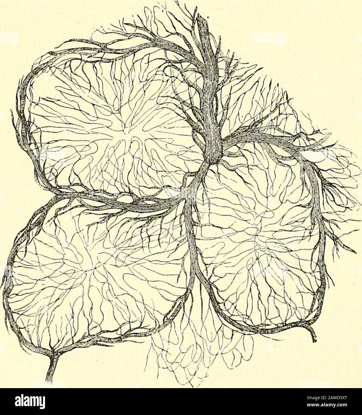 Les éléments de l'anatomie de Quain . emains étant souvent indi- ™ -•—...-:^  . -^ .—-^ catés par coloration foncée de la muqueuse. Vaisseaux et Nerfs.—les branches de l'artère mésentérique, ayant reachedla bordure attachée de l'intestin, passent autour de ses côtés, se divisant en de nombreuses figues. 530. Fig. 530.—Partie d'un patch DE Peyers INJECTÉ(de Kolliker). MAG- KIFIED. Le dessin a été takenfrom une préparation faite byFrey de l'intestin de therabbit. Il représente les vaisseaux sanguins siu-roimdingBlood dans l'introor de trois lymphoidnodosités. Ramifications an Banque D'Images