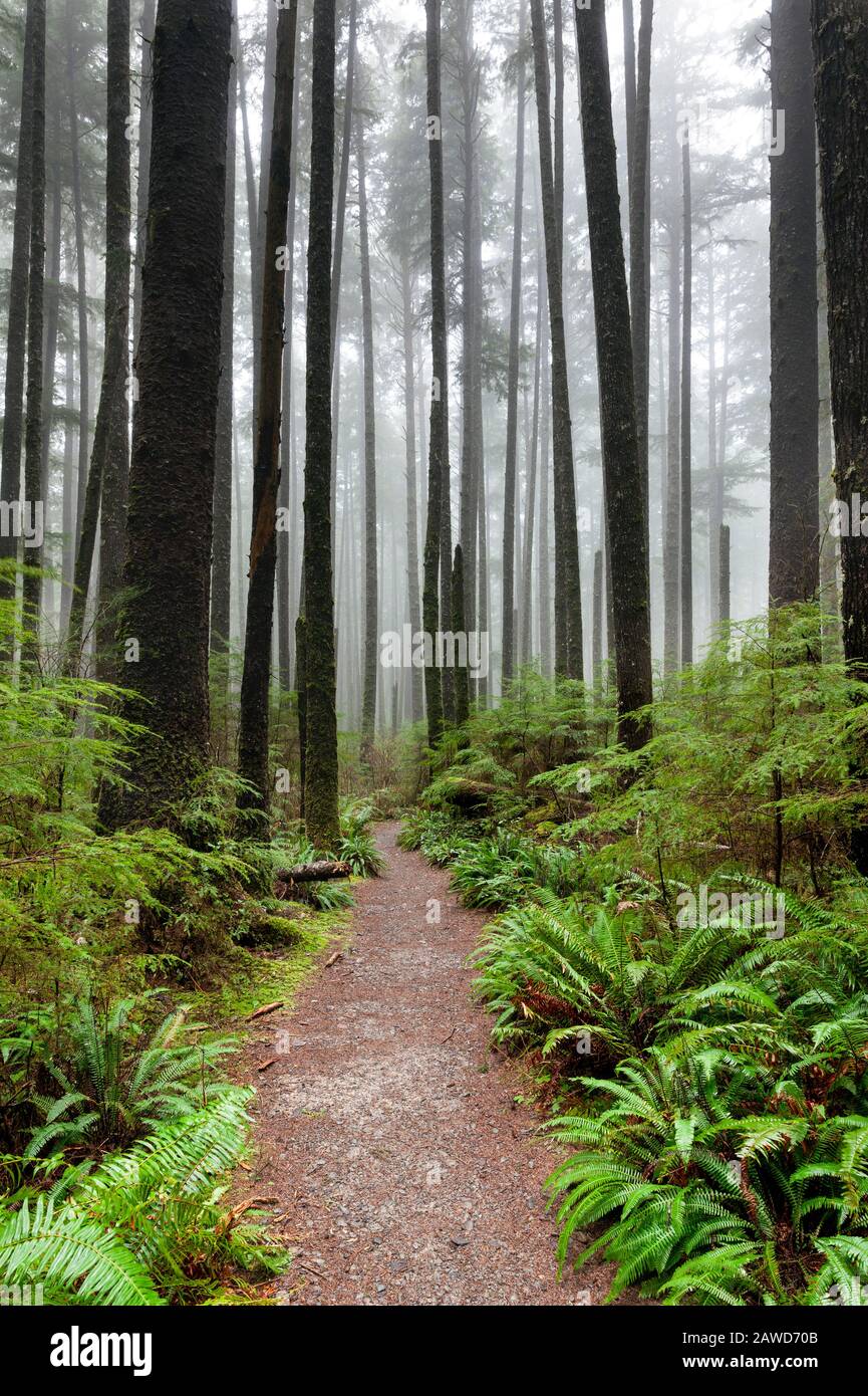 WA17406-00... WASHINGTON - sentier menant à Third Beach dans le parc national olympique. Banque D'Images