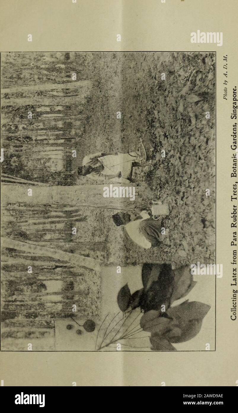 Bulletin agricole de la série Straits et Federated Malay StatesNew . Photo de A. D. M. Latex en train de collecter des tasses sur un Para Robber Tree, Botanic Gardens, Singapour. BULLETIN AGRICOLE DES ETATS DU DÉTROIT ET DE LA MALAISIE FÉDÉRÉE. No ii.] NOVEMBRE 1903. [Vol II. LA CULTURE DU COTON DANS LES ETATS DE THEFEDERATED MALAY. Kuala Lumpur, 24 septembre, rpoj. Monsieur le Président,—J'ai l'honneur de vous adresser au sujet de la culture du coton dans les États fédérés de Malay. 2. Il y a probablement dans ces États dix millions d'acres de suitablepour l'agriculture, et, sous correction, je dirais que non Banque D'Images