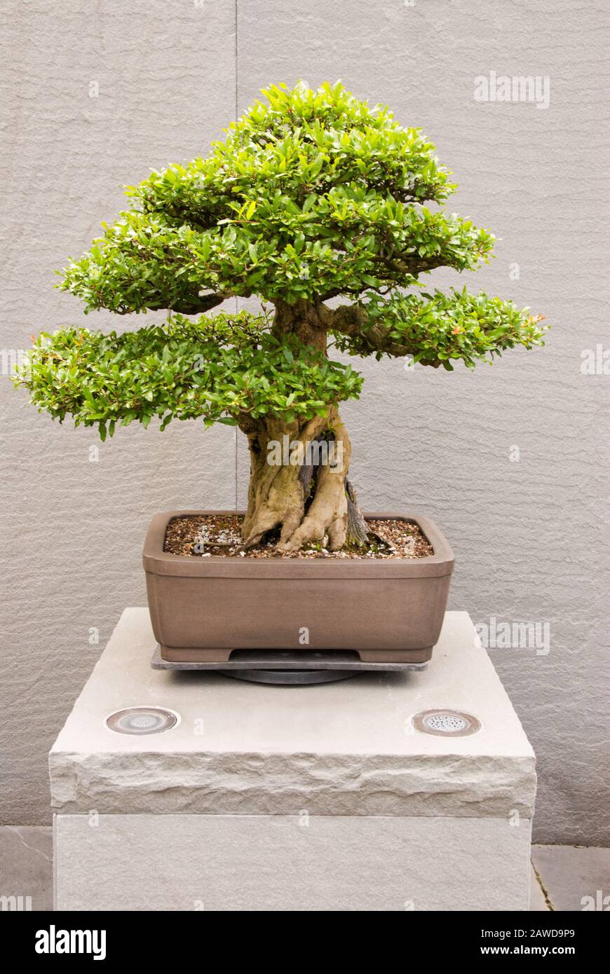 Un arbre Punica granatum Pomegranate bonsai qui pousse dans un récipient en pot. Cet arbre est en formation depuis 1963. Banque D'Images