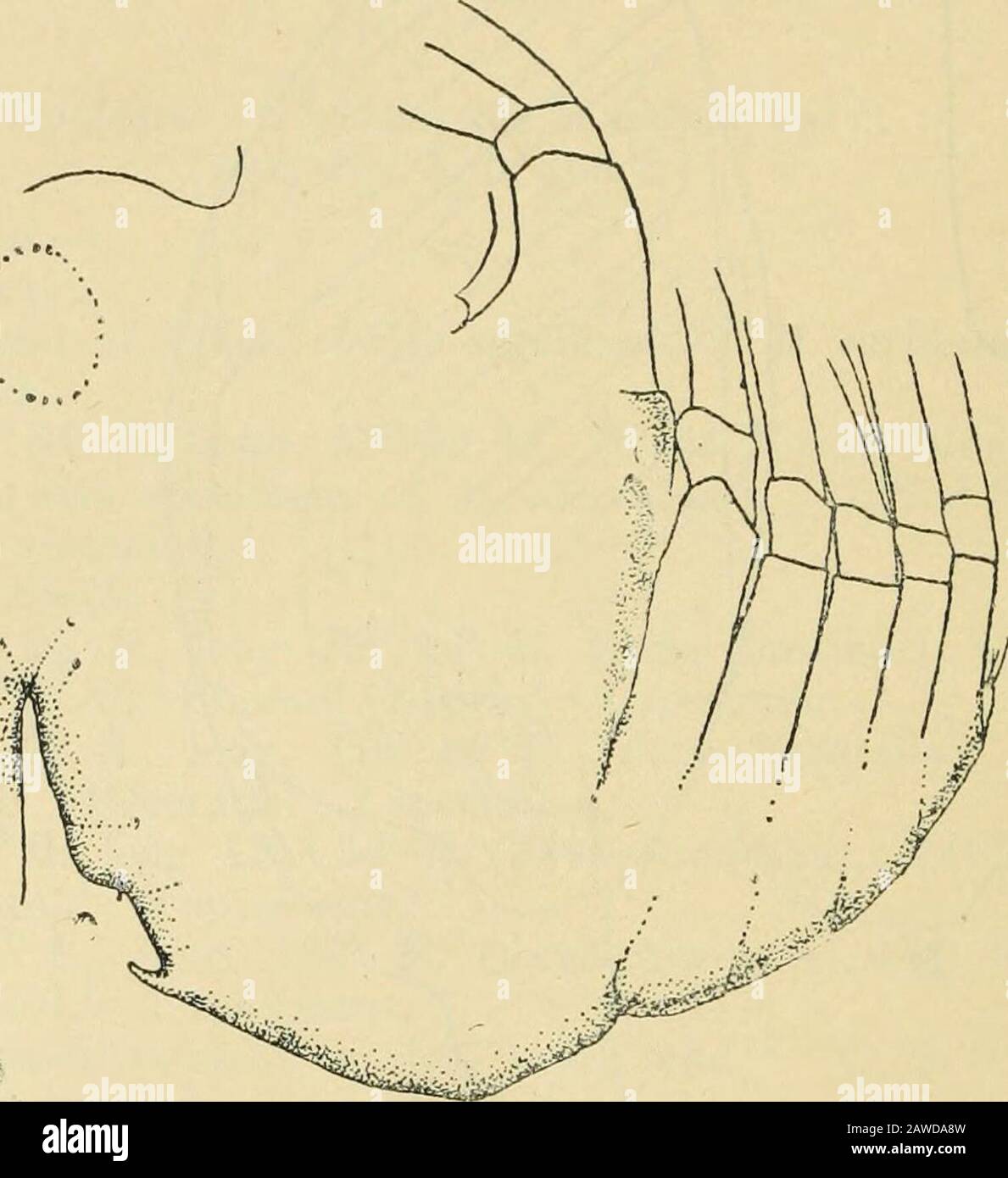 Les annales et le magazine d'histoire naturelle : zoologie, botanique et géologie . Megalasma (Glyptvlasma) hamatum, sp. N., holotype. A. vue latérale. B. angle basal du scutum, surface intérieure. C. Scutumufrom occludeut aspect, pour montrer l'eversiou de la marge basale. 1). Carina, surface intérieure. Tergum avec des marges droites à l'exception de l'occludent, qui peut être légèrement incurvé, la marge carii al un tiers à un demi-aslong que l'occludent. Carina étroite, uniformément incurvée, côtés 372 Dr. W. T. Caiman sur l'expansion dans la partie inférieure, de sorte que la marge est convexe ou légèrement inclinée, la marge basale plus ou moins évertie, droite o Banque D'Images