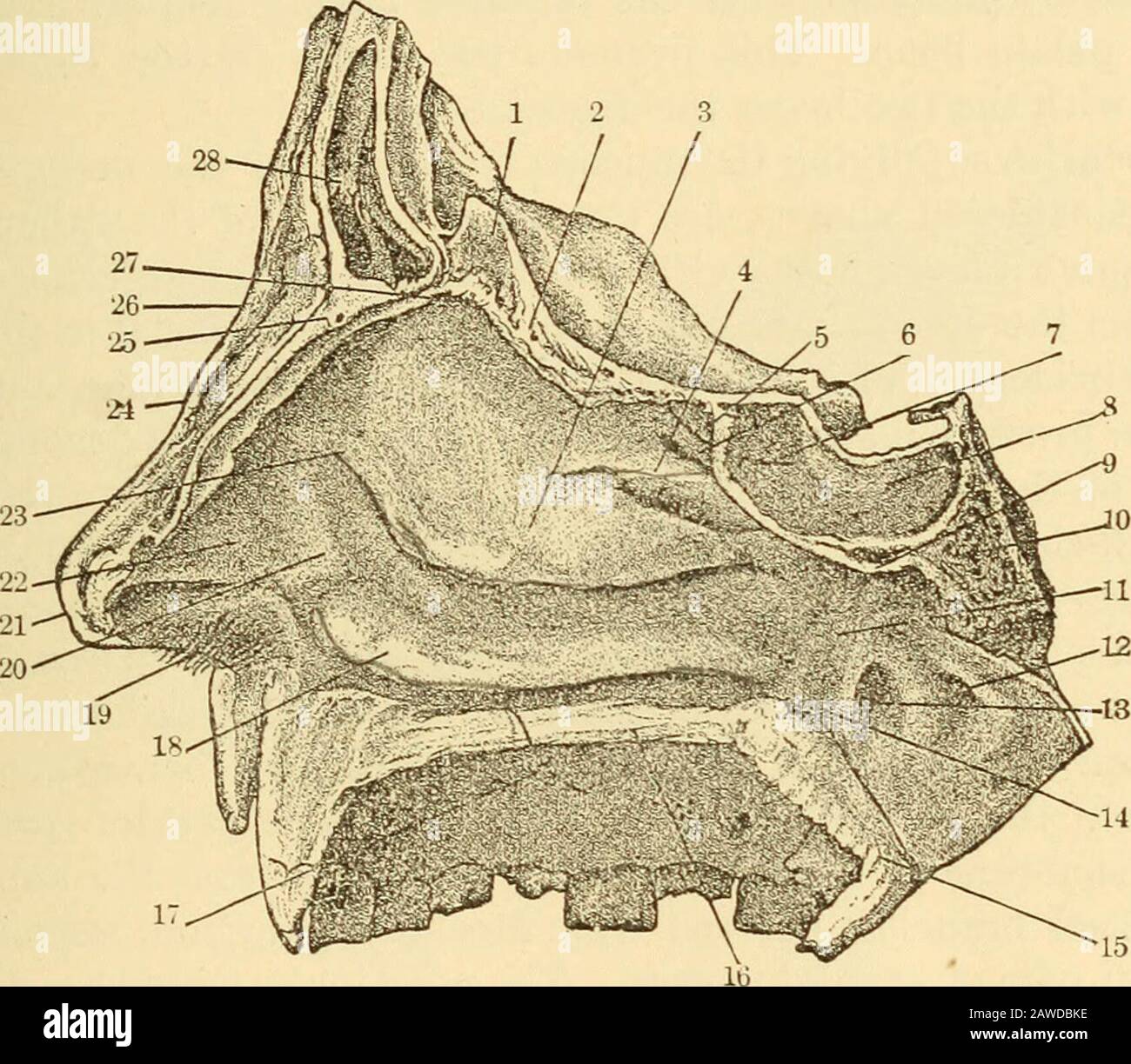 Un livre de texte sur les maladies de l'oreille, du nez et de la gorge . rticu-lates avec la surface rugueuse de chaque côté du corps du sphénoïdbone. Il s'articule vers l'avant avec l'os lacrymal et le processus nasalant de l'os maxillaire sux^erior, au-dessus avec la portionorbitale de l'os frontal de chaque côté de l'encoche éthmoïdale, l'os frontal AXATOMY AXD PHYSIOLOGIE DU NEZ ET DU NASOPHARYNX. 227 présentant des dépressions qui, lorsqu'elles sont jointes à celles correspondantes dans l'os éthmoïde^ comiDlete certaines des cellules éthmoïdales et les canaux éthmoïdes antérieurs et postérieurs. Ci-dessous, la masse latérale du Banque D'Images