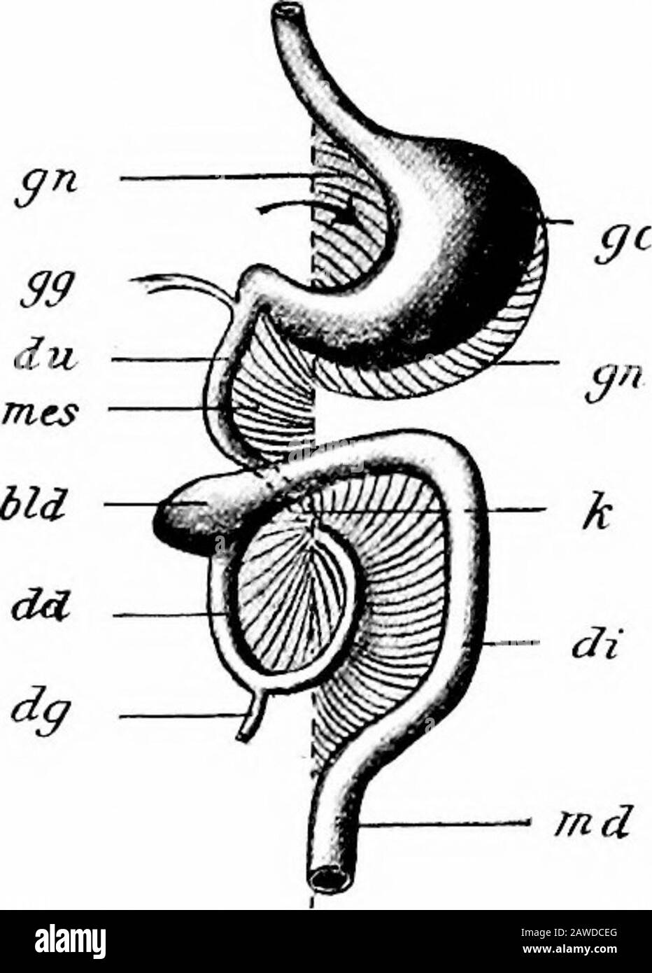 Le développement du corps humain; un manuel d'embryologie humaine . Fig. 184.—diagramme montrant l'arrangementdes branches Mesentery et Visceral de l'aorte abdominale qui ont un Embryon de SixWeeks. P, Pancréas; S, estomac;Sp, rate.—{Toldt.) LE PÉRITOINE. 345 de l'entonnoir, là où la partie du mésenterie qui passe au côlon transversal et aux arches au-dessus du duode-num se fusionne avec la surface ventrale de la dernière partie de l'intestin et aussi avec le péritoine couvrant la paroi dorsale de l'abdomen à droite et à la hauteur du duodénum. De cette façon, la fixation de thetrasansv Banque D'Images