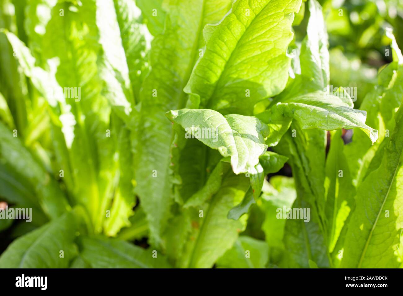 Cuisine Gardens - gros plan de laitue verte ensoleillée (Lactuca sativa) ' papillon Arctic King' variété. Banque D'Images