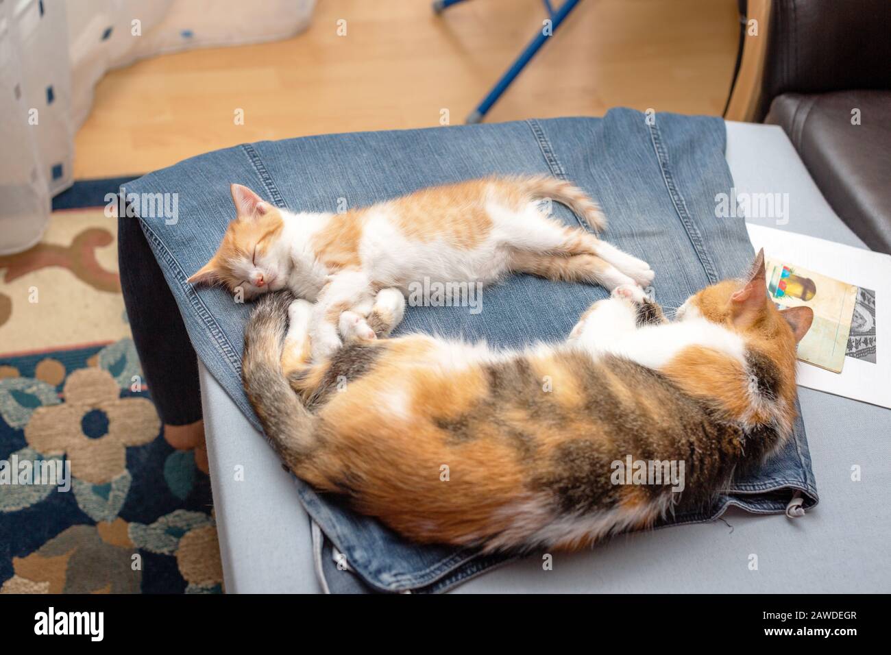 Calico maman chat avec mignon rouge et blanc chaton dormir sur la jupe denim de la maîtresse Banque D'Images