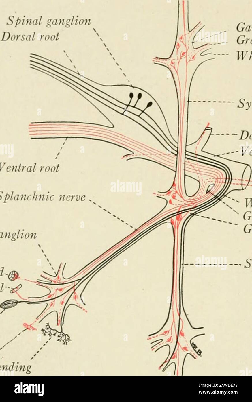 L'anatomie du système nerveux, du point de vue du développement et de la fonction . re ne sont pas des axones, provenant de suchcellules, dans les troncs et les plexes du nerf sympathique. Ces nerfs et les plexusessont composés des trois types de fibres suivants (Fig. 256): (1) les fibres efferentes de Preganglionicvisceral, de petite taille et myélinisées, ont leur origine cellulaire dans l'axe cérébrospinal, et se terminent dans les ganglions sympathiques.(2) les fibres Postganglionnaires, qui sont pour la plupart non myelines, ont des théircellules d'origine dans les ganglions sympathiques et se terminent dans le muscle orgl involontaire Banque D'Images