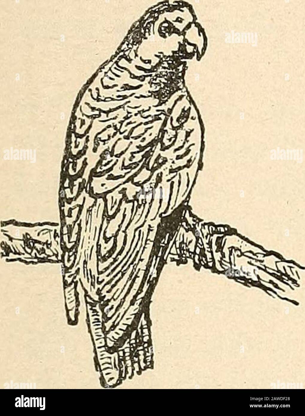Rapport du comité naval à la Chambre des représentants, août 1850, en faveur de l'établissement d'une ligne de navires à vapeur par courrier sur la côte ouest de l'Afrique, et de la fin de la Méditerranée à Londres; . en prenant lentement hershawl de sa tête, s'est placé en face du youngman, à une distance d'environ huit pieds, et a commencé danc-ing. La danse a été appelée la toros, ou le taureau. Les artistes de théâtre ont parfois changé d'endroit; quand la tunée a fini, la femme a quitté. Le maître des cérémonies, appelé le basanero, a de nouveau marché le long de la ligne, et a touché une autre femme de la même manière, et Banque D'Images
