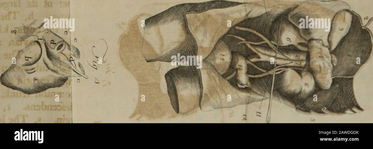 Un système offide d'anatomie : en six parties ..; illustré par douze grandes plaques de copperplate . IV DE L'ABDOMEN. 321 plaque XXVI. 1. Présente les Veffels lympha-tique plus futiles de l'extrémité inférieure. A, le fme de l'os ilium. B, Le 0$pubis. C, l'artère iliaque. D, le genou, E E F, branches de l'artère pleurale. O, Le muTcu-lus gailrocmius. H, le tibia. Je, Le.ten-don du mufculus tibialis anticus. Sur les lignes, a, UN vclfel lymphatique appartenant au dessus du pied, b, Son hrft didivifion intobranches, c, c, c, C, Autres divisions du vclfel famelymphatique. D, UN centre commercial flymphatique Banque D'Images