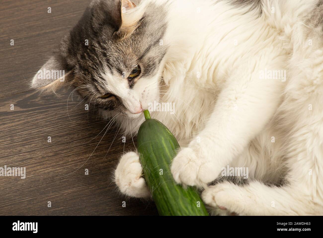 Fun Fluffy Chat Joue Avec Le Concombre Mange Vue Rapprochee Photo Stock Alamy