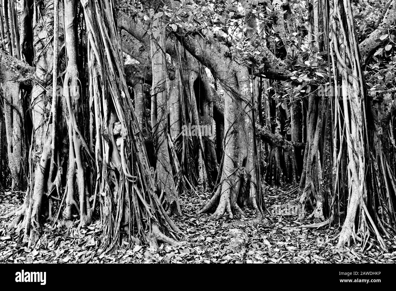 Grand Banyan Tree Grove En Noir Et Blanc Banque D'Images