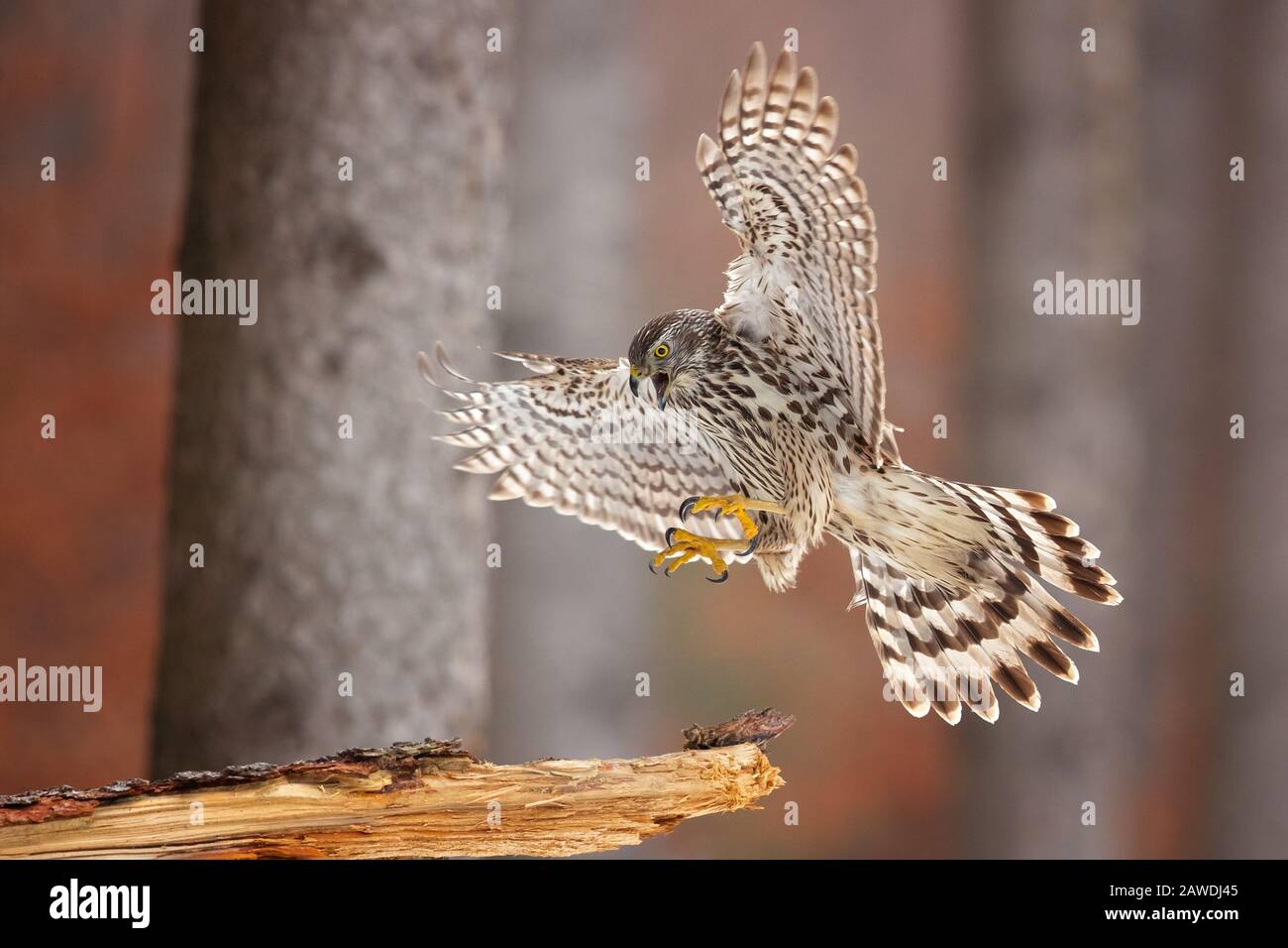 Le faucon du Nord (Accipiter gentilis) est un rapateur de taille moyenne de la famille des Accipitridae, qui comprend également d'autres rapaces diurnes Banque D'Images