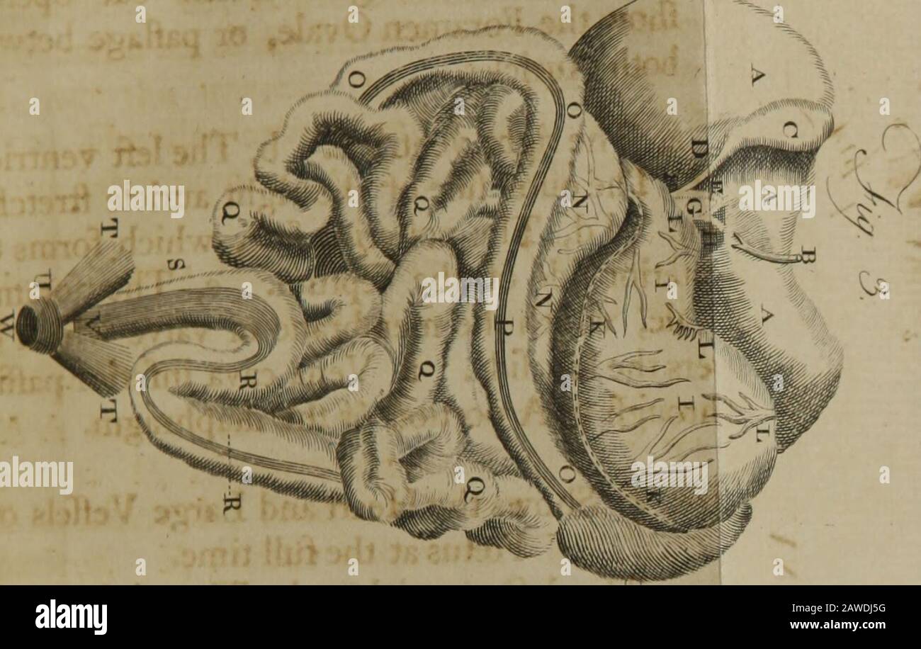 Un système offide d'anatomie : en six parties ..; illustré par douze grandes copperplaches . M. e, Le foramenovale, que la membrane ou la valve qui co-fre le gauche, f, Vena cava inférieur paflingthrough g, une partie du diaphragme. Fig. 5. Montre le coeur et Les Grands Veffels d'aFetus à temps plein. A, Le ventricule gauche, b, Le ventri-cle droit, c, une partie de l'auricule droite, d, Leftauricle, EE, la branche droite de l'artère pulmonaire, f, Arteria pulmonalis. G g, Branche De L'artère pulmonaire, Avec un nombre de ses branches largeft difleded. De thelungs, h, Le CA Banque D'Images