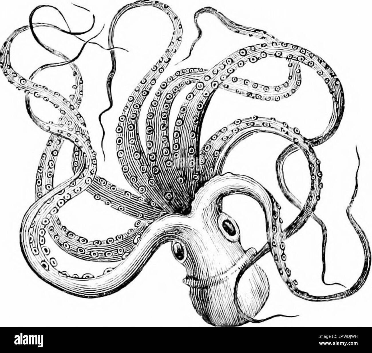 Aperçu du monde animé; ou, la science et la littérature de l'histoire naturelle, pour l'école et la maison . sucer des disques, ou quelque deux mille pompes à air. Les bords de l'arc s'aiguisent comme une scie, s'enterrant dans la chair de leur vic-tims. Avec certains de leurs bras attachés à une roche, theyjeter les oth-ers comme des lassos, et tandis que dans cette posi-tion peu de tout-chose peut résister à la theirforce. 4. Les longues pendages ap sont usédà la fois comme bras et jambes. Tous les octo-pods nagent librement atwill, et les numéros d'associatein, mais thelarger ceux, comme le theyredeviennent plus vieux, flyfrom vie communautaire et de prendre leur retraite dans les clefts et hol-lows Banque D'Images
