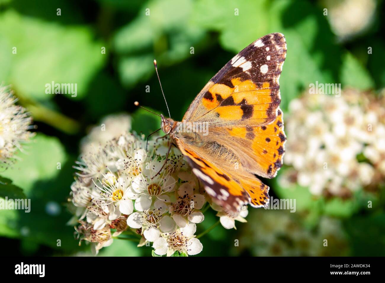 Un papillon se trouve sur les fleurs d'un arbuste. Banque D'Images