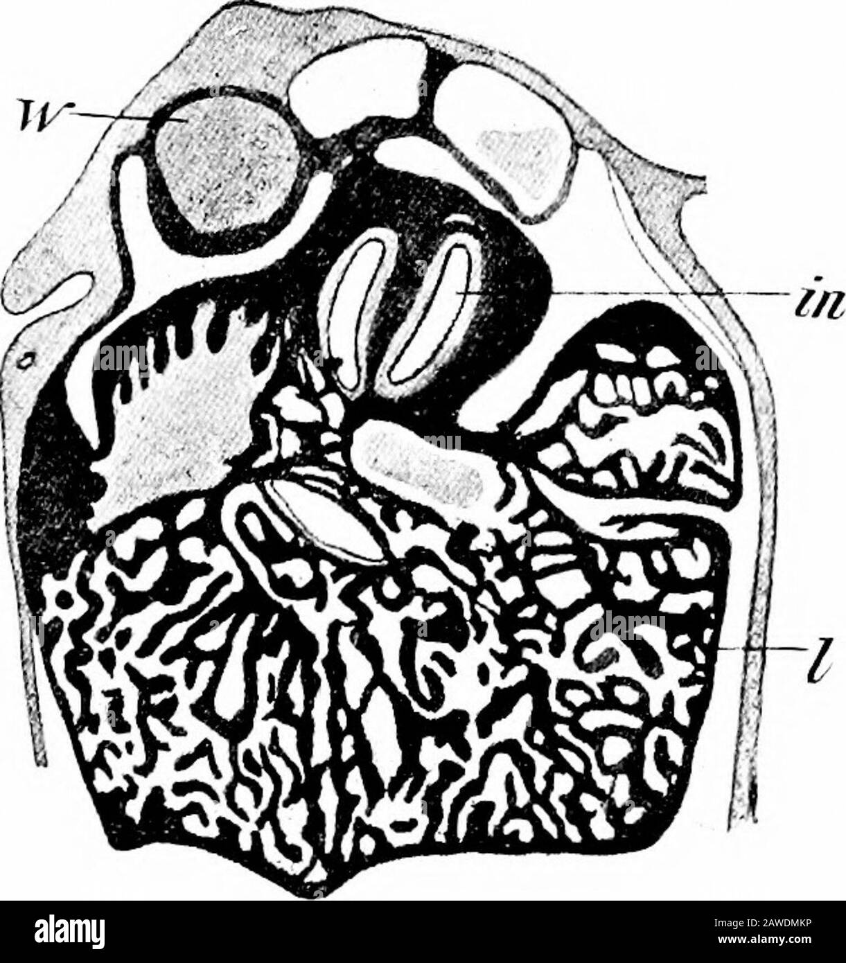 Le développement du corps humain; un manuel d'embryologie humaine . nosus; L, foie; pm, ventricalpancréas; RL, lobe droit du foie; S, estomac.—(Hammar.) a envoyé les lobes droit (RL) et gauche du foie adulte. Theremaining les lobes définitifs, le spigélien, quadrirate et andcaudate, sont de formation ultérieure, les deux premières inrelation debout avec les vaisseaux qui traversent la surface inférieure de l'outil d'aide à la tête, tandis que le caudate est formé par une partie du lobe droit qui arque la partie supérieure du ductusvenosus. Le canal communis cholédochus est à première échelle et LE FOIE. 327 court, et près de son prox Banque D'Images