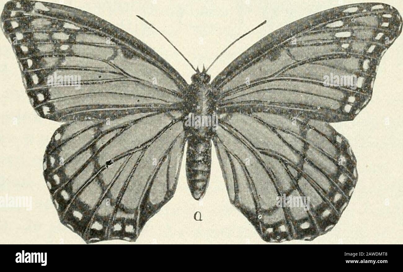 Bulletin . Fig. W. Larva de Geometride— ressemblance de protection. Croquis par volonté C. Collins.. Banque D'Images