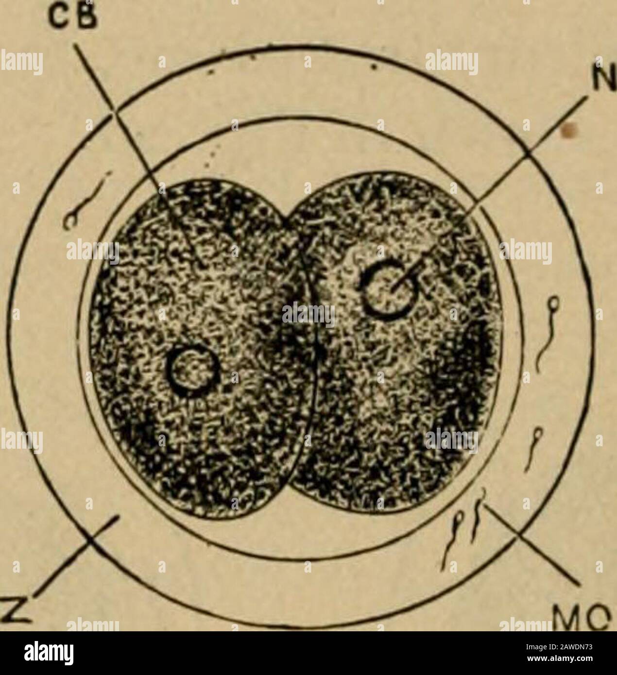 L'obstétrique vétérinaire, y compris les maladies des animaux reproducteurs et des nouveaux nés . s être retardé s'incline après la rupture de l'ovisac et la décharge de l'ovuminé dans le tube de sorte que, avant qu'il rencontre les spermatozoïdes, Il 28 a Vefenfiarv Obstétrique peut avoir parcouru une certaine distance le long de l'oviduit vers l'utérus. Dans la fécondation typique de l'ovule chez le lapin, où les spermatozoïdes ont déjà atteint l'extrémité antérieure du théoviduit lorsque le follicule graafien se rompt, la sous-segmentation de l'ovule ou la division pendant son passage vers l'utérus.Selon Van Beneden, TH Banque D'Images