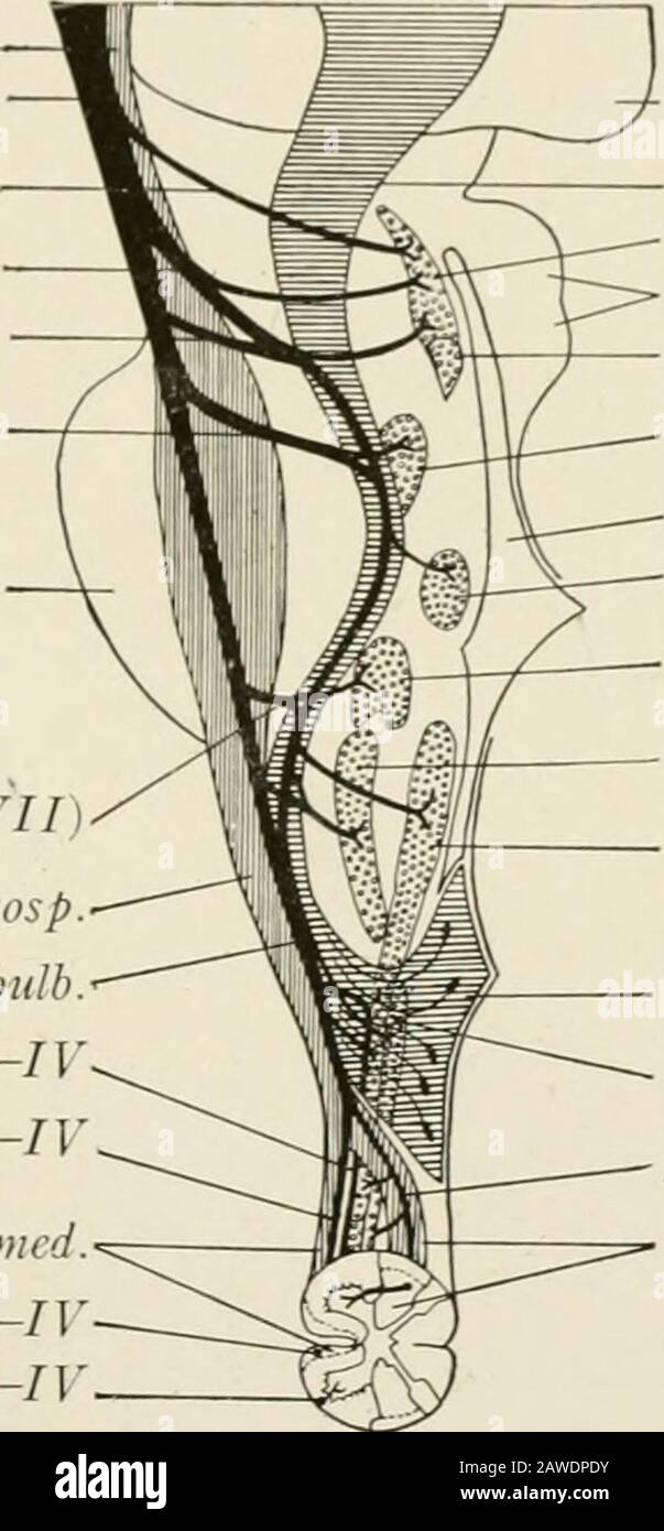 L'anatomie du système nerveux, du point de vue du développement et de la fonction . lature. Neurone I ou neurone moteur supérieur. Les fibres corticobulbars proviennent DES CHEMINS I I I 11 Rl NT ET DES ARCS RÉFLEXES 321 cellules pyramidales géantes de la partie du cortex moteur près du fissure latéral.Ces fibres traversent le genu de la capsule interne et la base pedunculi pour se terminer, directement ou indirectement, en relation synaptique avec les neurones moteurs primaires du moteur somatique et les noyaux moteurs viscéraux spéciaux de la tige du cerveau. Avant la fin, la majorité traverse le plan médian, mais une partie se termine dans le mois Banque D'Images