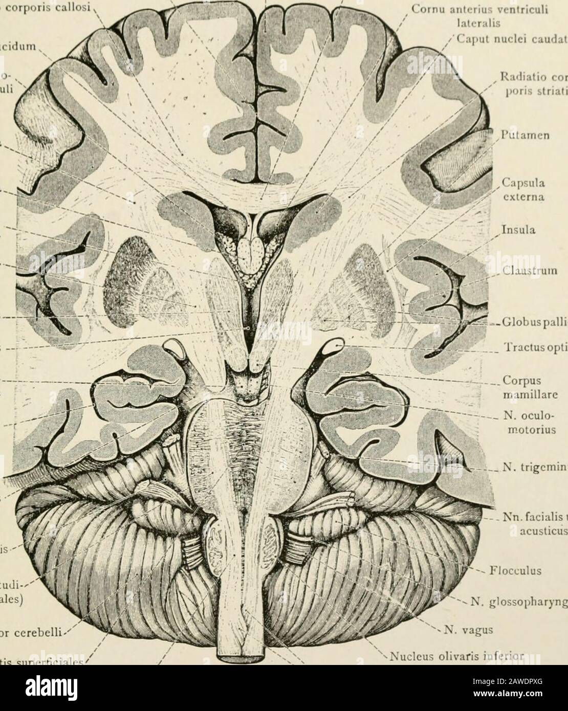 L'anatomie du système nerveux, du point de vue du développement et de la fonction . Joues, Mâchoires, Lèvres En Fig. 236). De tous les restodes cortex de moteur surgissent les fibres du tractus corticospinal. CHEMINS EFFKRKNT ET ARCS RÉFLEXES 319 le chemin du moteur pour les nerfs spinaux Comprend le tra&lt corticospinal; 1 et les neurones moteurs primaires thépinaux. Neurone I ou neurone moteur supérieur. Les cellules pyramidales de gianl du cortex moteur donnent naissance aux fibres du trad corticospinal, qui est aussi connu sous le nom de !? 1 en 1 vent longitudinal cerebriRadiatio corporis callostx septum pellucidum llexus cliorio-ideus Banque D'Images