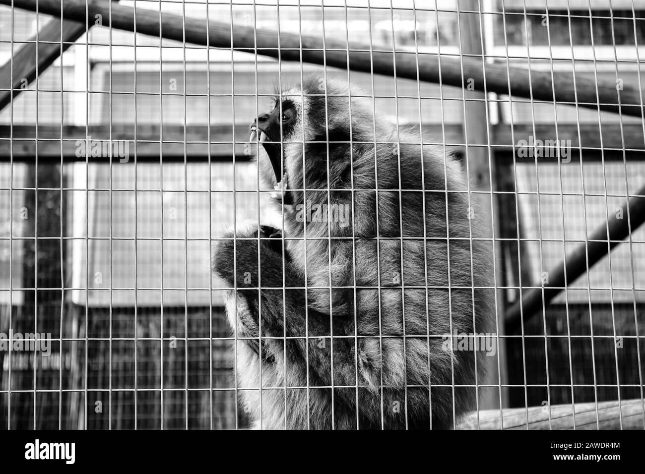 Cage cadenassée de l'orang-outan, l'abus des animaux sauvages, des singes Banque D'Images