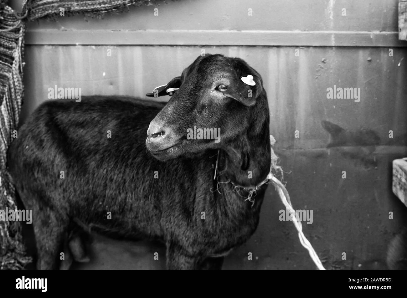 Clos de chèvre clôture dans la ferme des animaux, nature Banque D'Images