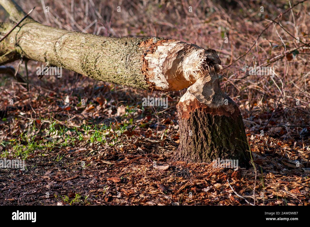 Arbres à nawed, arbre coupé par le castor eurasien, dégâts de castor. Banque D'Images