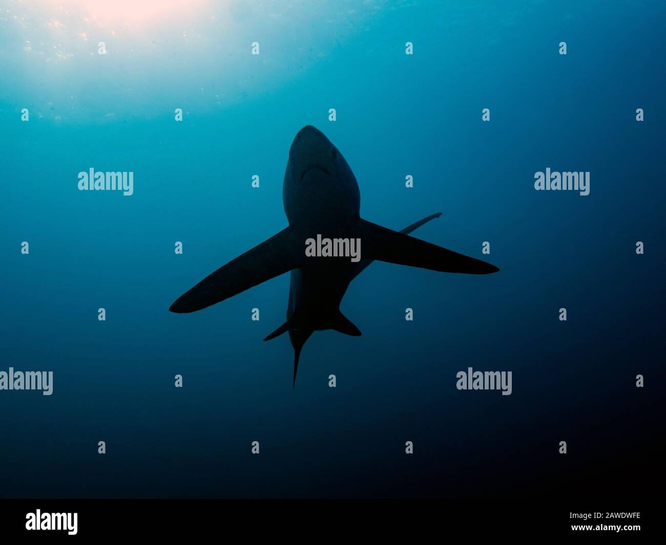 Requin renard Banque de photographies et d’images à haute résolution — free download