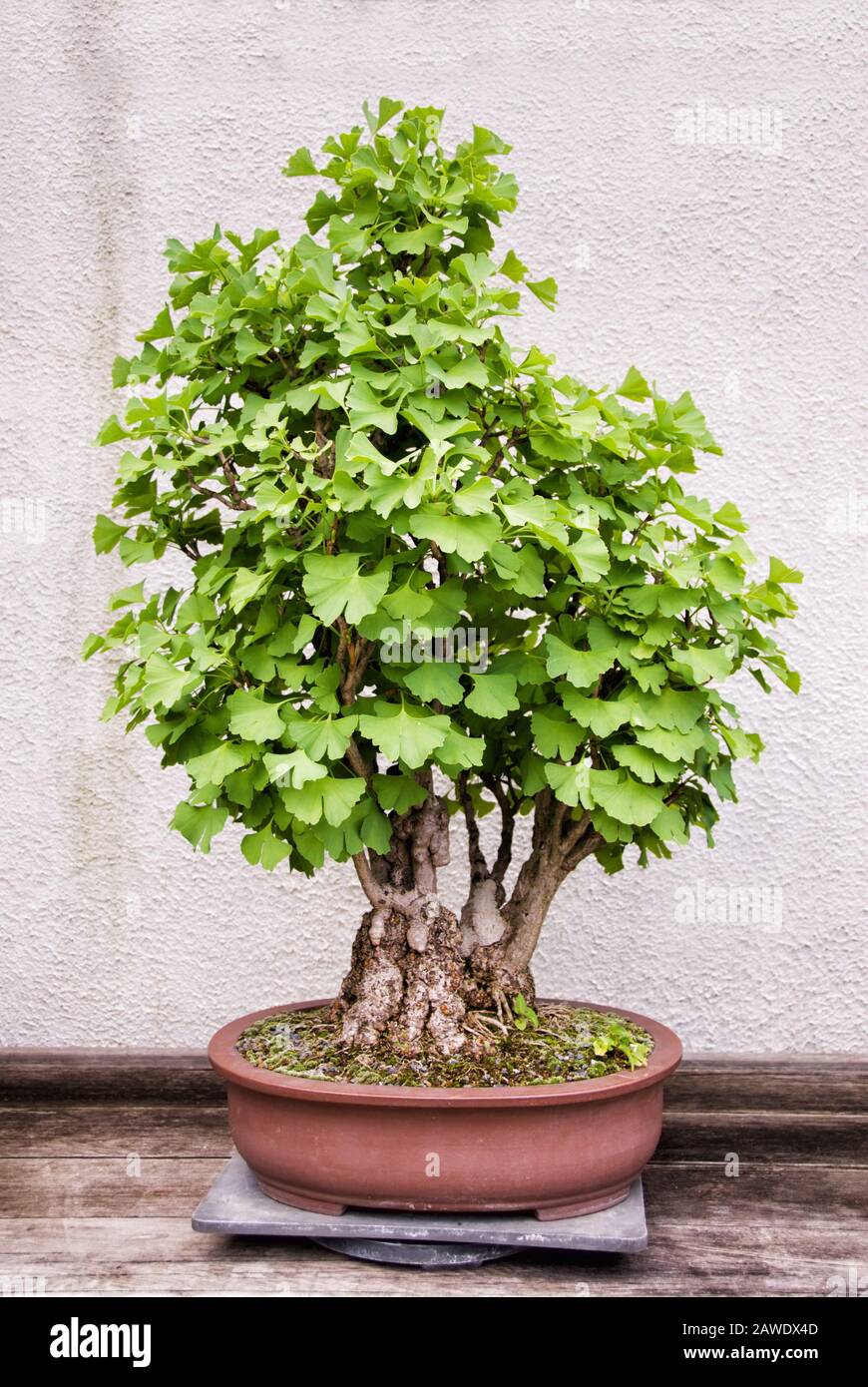 Arbre de ginkgo biloba bonsai mûr miniature qui pousse dans un