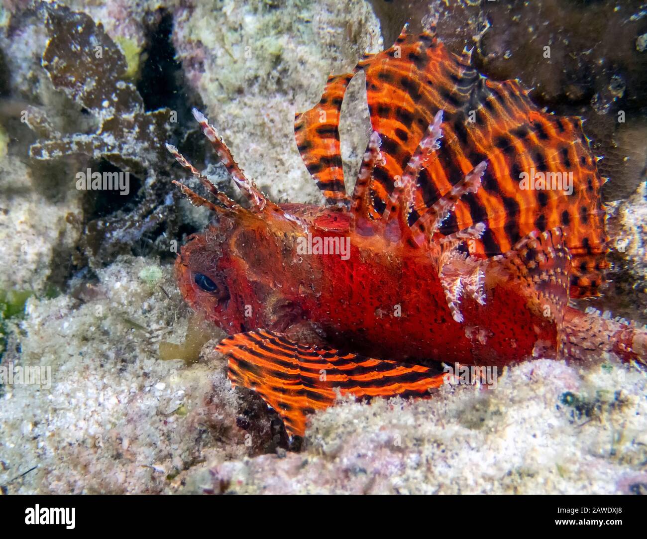 Un poisson de Lionfish à nageoires courtes (Dendrochirus brachypterus) Banque D'Images