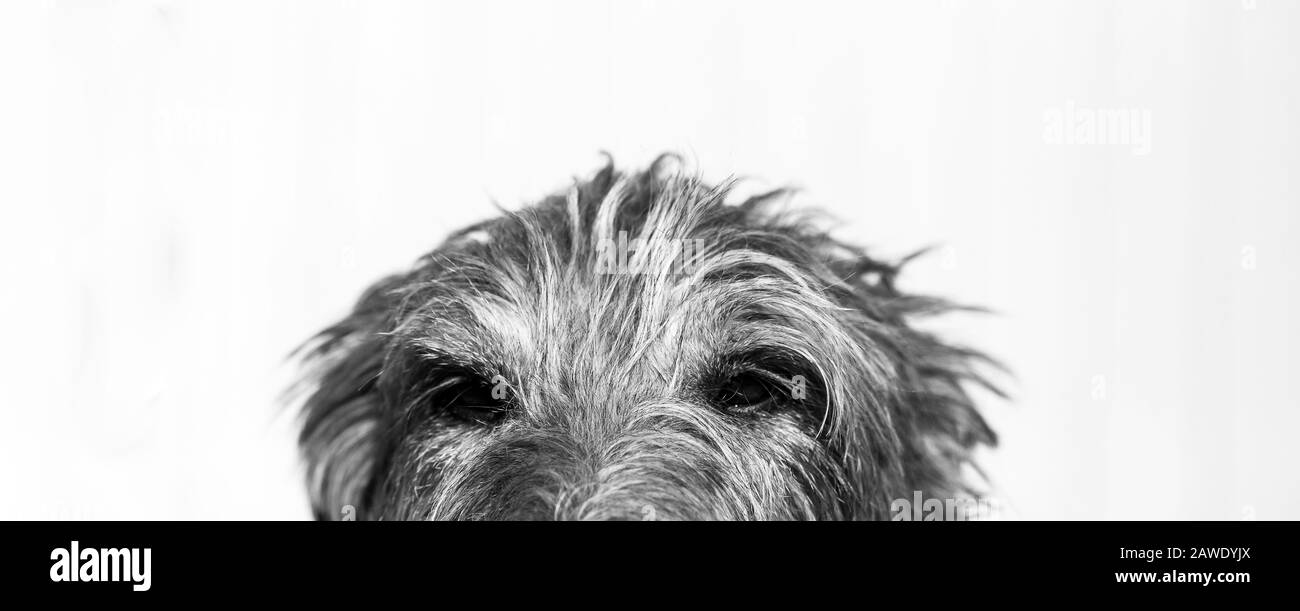 portrait d'un chien écossais de deerhound au lever du soleil Banque D'Images
