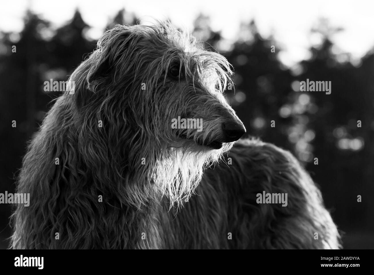portrait d'un chien écossais de deerhound au lever du soleil Banque D'Images