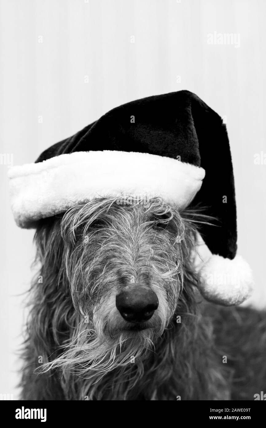 chien écossais de deerhound avec chapeau de père noël Banque D'Images
