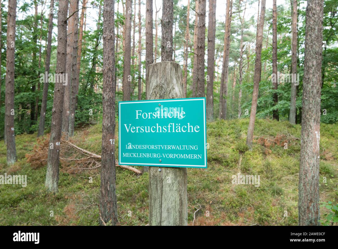 Sign Forest Zone Expérimentale, Darsswald, Darss, Parc National Vorpommersche Boddenlandschaft, Mecklembourg-Poméranie Occidentale, Allemagne Banque D'Images