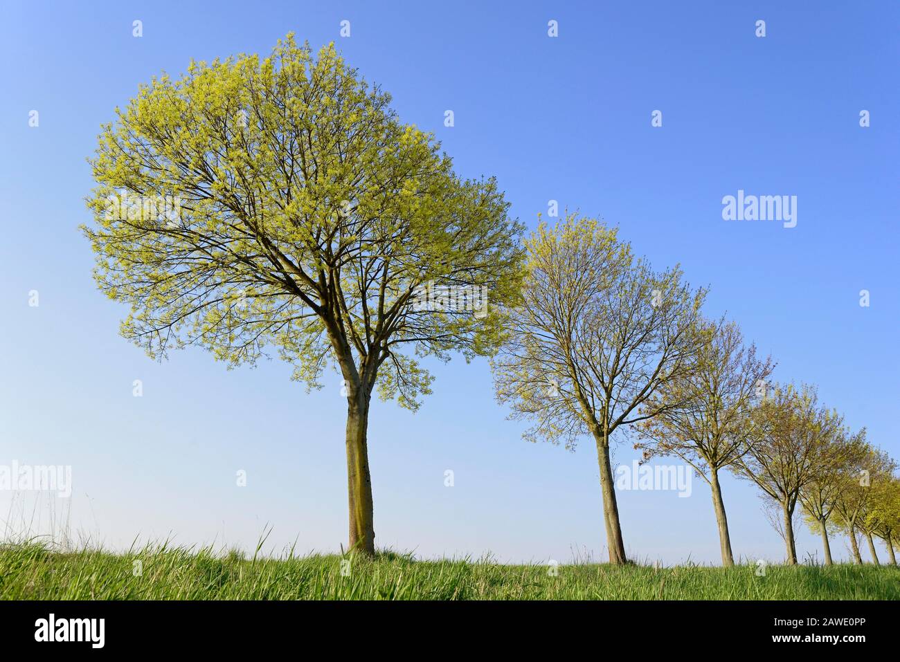 Érable (Acer), rangée d'arbres au printemps avec ciel bleu, saison de floraison, Rhénanie-du-Nord-Westphalie, Allemagne Banque D'Images