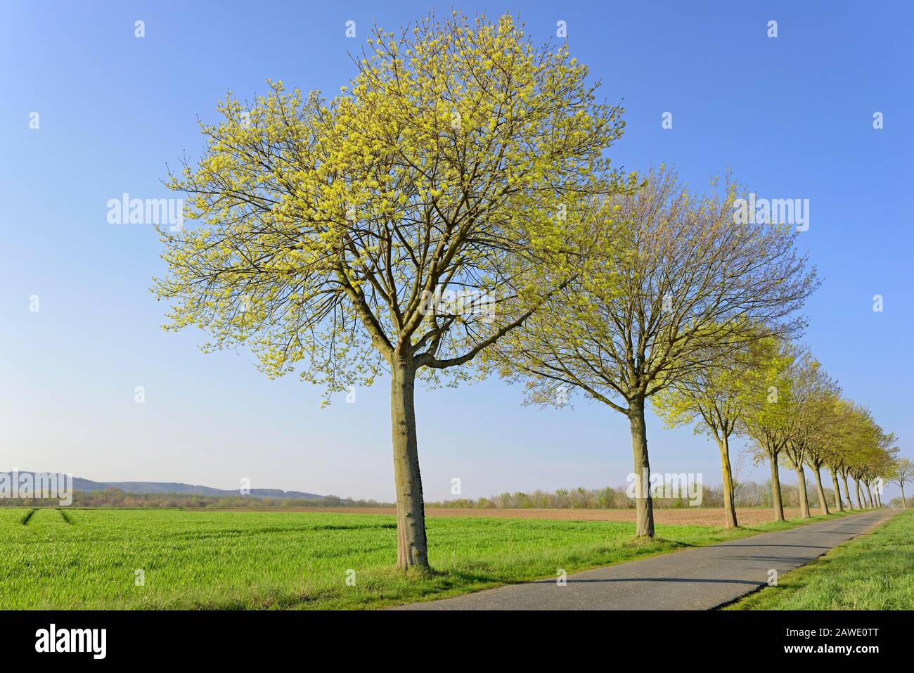 Érable (Acer), rangée d'arbres au printemps avec ciel bleu, saison de floraison, Rhénanie-du-Nord-Westphalie, Allemagne Banque D'Images