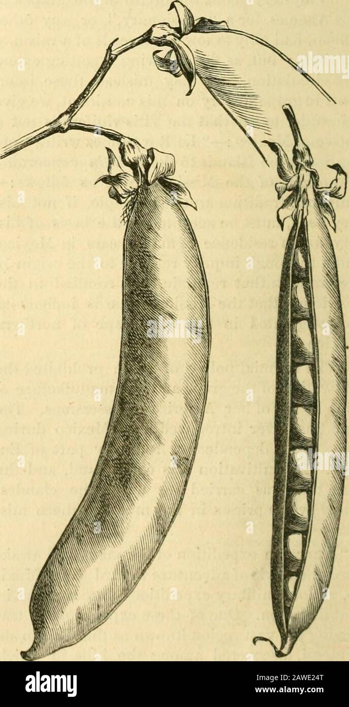 Le jardinier mensuel et horticulteur . Pearson, ont été exposés lastWednesday à South Kensington, où les theyétaient beaucoup appréciés pour leur jolie ap-abstention et bonne saveur. En tant que variété dorée à des fins de marché, Golden Queen est susceptible d'être utile. Mme Pearson, bien que moins de douche, est délicieuse dans la saveur, et devrait donc trouver une place dans chaque menuiserie.—jardin. Gros Colman Grape.—De cette fine grapehousehariety, le Journal of Horticulture dit :— Inone ou deux des principaux fruitateurs windowsin Covent Garden Market peuvent maintenant être de magnifiques exemples du gros Col Banque D'Images