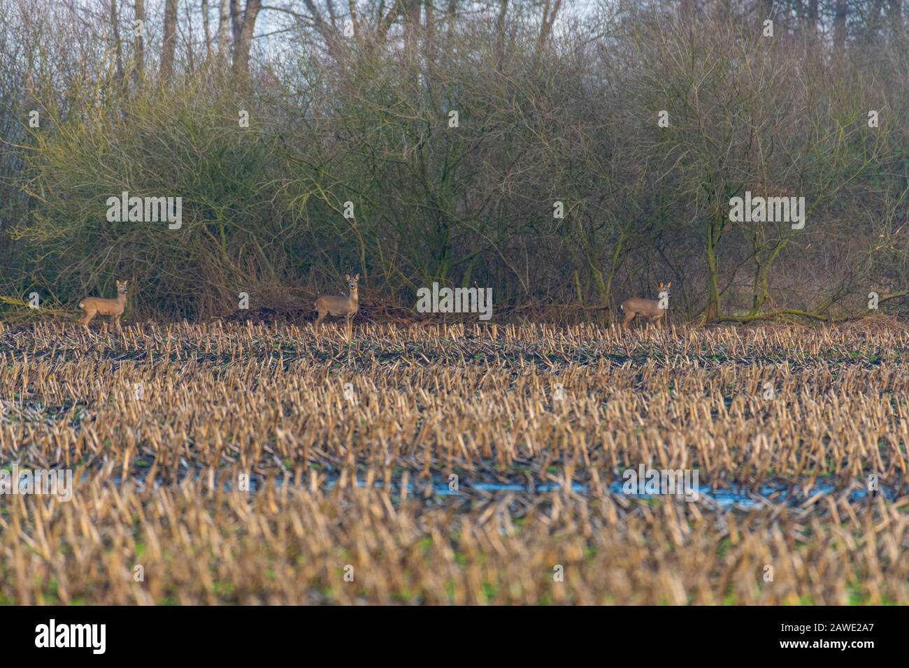 Certains cerfs traversent un champ de maïs labouré le soir Banque D'Images