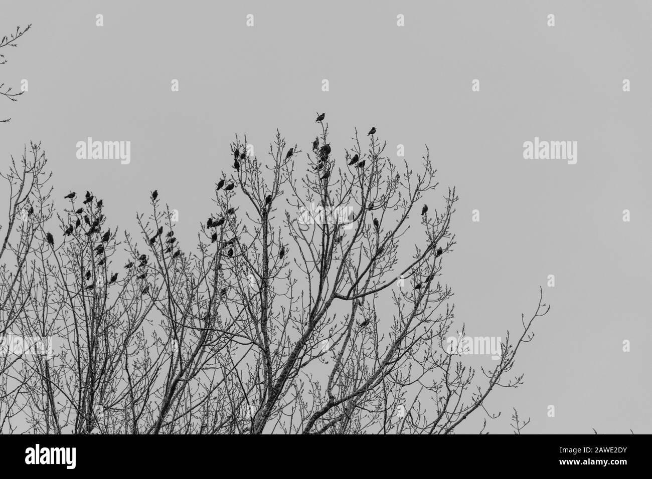 beaucoup de petits oiseaux s'assoient haut dans une couronne d'arbre noir et blanc Banque D'Images