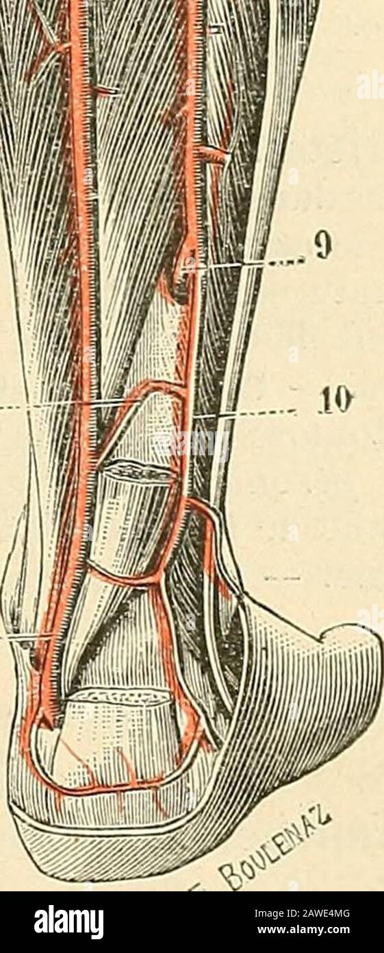 Sécurité d'anatomie humaine . 2° Rapport. — un fils originaire et dans la première partie de son projet, la lartière périère pose sur lejambier postérieur et se trouve recouverte par lapo-névrose jambière Moyenne et par le soléaire. Mais,bientôt, elle sengage au-dessous du fléchisseurpropre du gros orteil, chemin quelque temps sur le côté interné du péroné, entre ce dernier muscle et le jambier postérieur, e(vient enfin se placer sur le visage postérieure du ligament interosseux, quelle à côté. Fig. 169. ArtèftS de la face posLérieuide la jambe. 1, artière poplée. — 2, l Banque D'Images