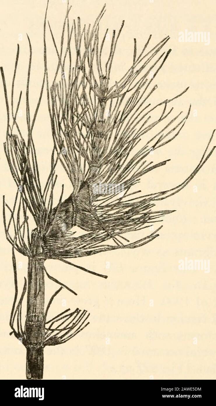 La théorie de la mutation; expériences et observations sur l'origine des espèces dans le royaume des légumes . appartenant aux cryptogrammes vas-circulaires ainsi que sur la base de ses j^eculiarleaf-whorls. Notre figure 126 est photographiée à partir d'un obus que le Dr Th. Weevers se trouve près de Nymegen à l'été 1900. Ici, il a grandi parmi plusieurs autres instances de torsion dans la même espèce. Casuarina alsosomeTimes forme de telles anomalies sur ses branches; par exemple, plusieurs se sont produites en 1897 dans le jardin botanique d'Amsterdam (Fig. 127 a). Dans le premier chapitre de cette partie, nous avons vu comment, à la suite de la correlati Banque D'Images