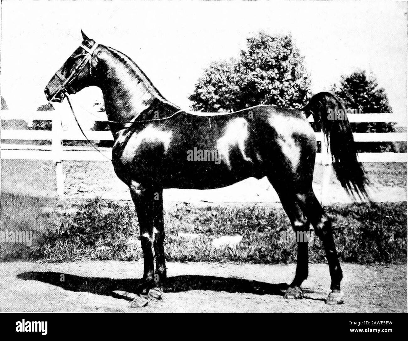 Types et classes de marché du stock réel. ely haut et étroit, un dos court et compactlycouplé, les quartiers bien tournés, et une queue bien fixée et haute portée. En action il devrait y avoir la rapidité, la facilité, l'andprécision dans aller de la marche à la marche, et la recnessness absolue et l'uniformité dans chacun. Le rack doit être lisse, rapide et bit & Spur, septembre 1912, p. 22. 420 Types et classes de marché du stock réel sans mouvement latéral du corps ou des jambes, le trot devrait être sans fiashuité offensive, le canter devrait être lent sans augmentation de la vitesse, la marche à pied plat devrait être dynamique andre Banque D'Images
