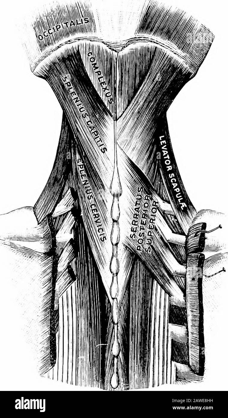 Anatomie appliquée et kinésiologie, le mécanisme du mouvement musculaire et les processus transversaux des vertèbres cervicales supérieures. Structure.—À des fins chirurgicales, la splénius comprend deux muscles détonants, mais la division est inutile ici. Comme tous les thèmes agissant sur les vertèbres à l'arrière, il a une série d'insertions d'origine sur toute sa longueur, les fibres d'une certaine origine étant insérées quatre à huit vertèbres ci-dessus, de façon à agir sur toutes les articulations de la colonne vertébrale dans son aire de répartition. Action.—la traction d'un seul brin de la splénius est mainlyvers le bas mais légèrement Banque D'Images