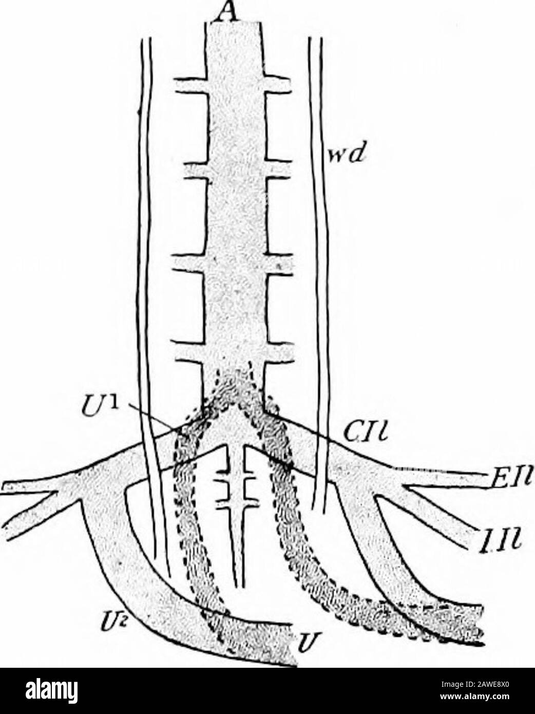 Le développement du corps humain; un manuel d'embryologie humaine . ble de leur arrangement adulte. Le premier représentant d'entre eux est l'artère mésentérique supérieure, dont l'origine à partir de l'om-phalo-mésentérique gauche a été décrite. Plusieurs branches d'oherviscérales se produisent à la fois dans les ions thoracique et abdominaux, mais elles sont irrégulières dans leur distribution, les unpairedbranches du re-ion abdominal ayant probablement condensedfrom an original segmental con-dition pour former des trunkssistelles que l'axe cœliaque et le mésentérique inférieur. Une paire des viscéralbranches, l'ombilical Banque D'Images