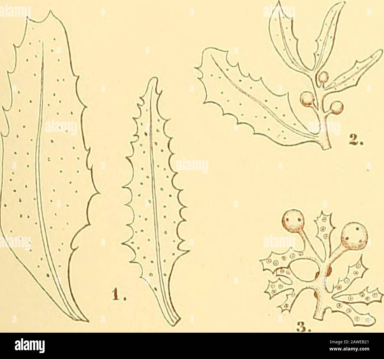 Svenska vetenskapsakademien handlingar . assum claviferum. Fig. 8. Ramulus a parte plantae. Inferioris foliiferse. Fig. 9. Ramulus a parte supérieurs fructifera. Fig. 10. Vesiculae glandulosse. Fig. 11. Rectacula juvenilia, saepe dans axilla vesiculae. Fig. 12. Ley. Sargassum opacani. Fig. 13. Pars rachidis juvenilis (rami foliiferi); folia ad basem incrassata, et ad paginam inferiorem in costam promiuuulam vage deiitatam, producta.Fig. 14. Segmentum trausversale folii, ad imam basem transverse secti, magnaine auctum.Fig. 15. Ramulus un parte supérieur plautfe (magn Banque D'Images