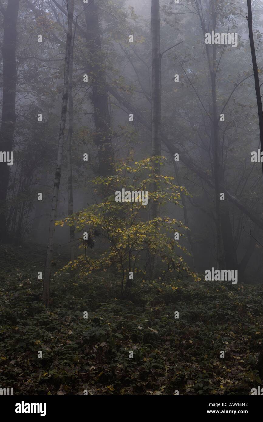 Forêt colorée d'automne avec brouillard. Banque D'Images