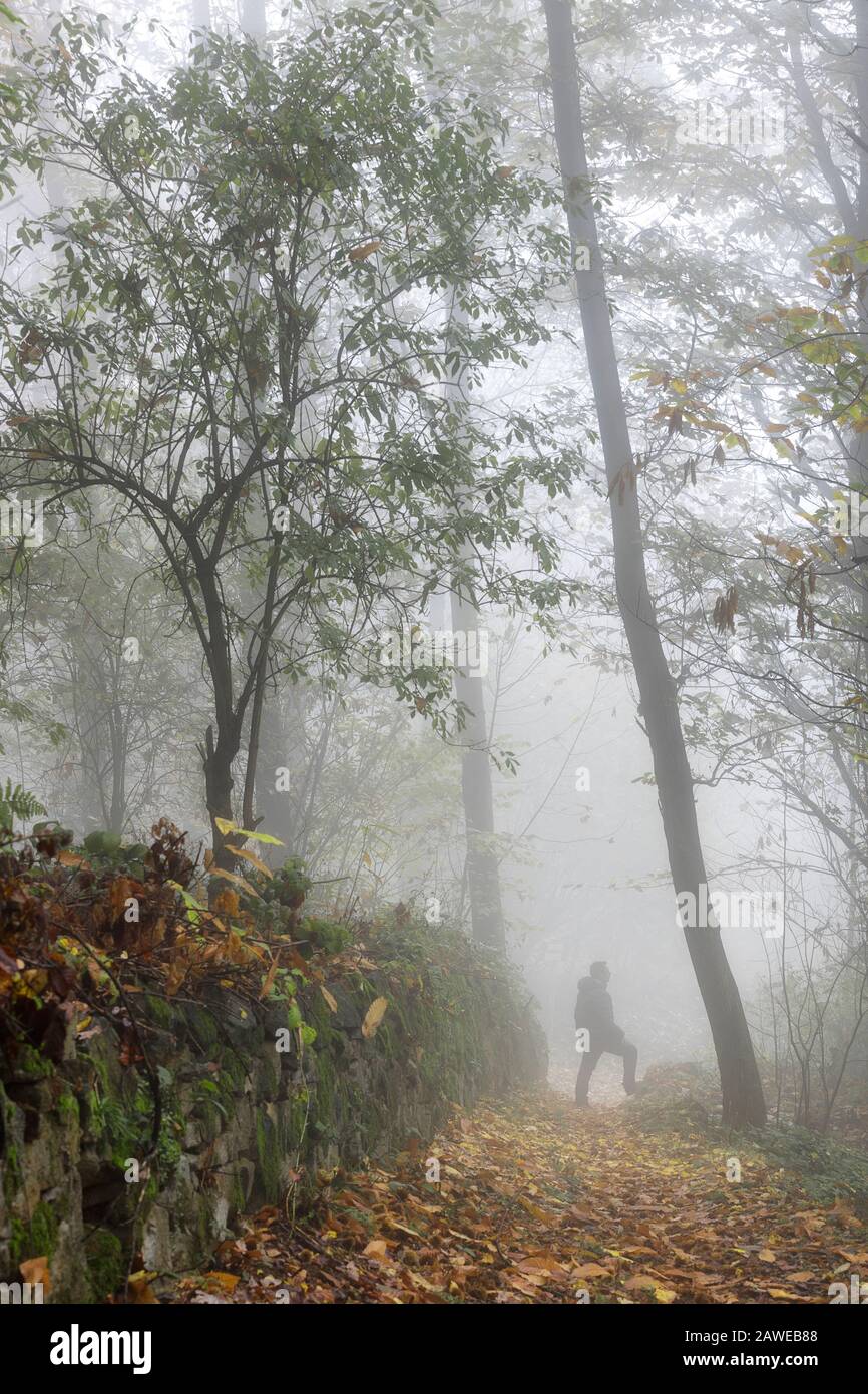 Forêt colorée d'automne avec brouillard. Banque D'Images